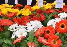 The Majorette Series is a very large-flowering yet compact pot gerbera.